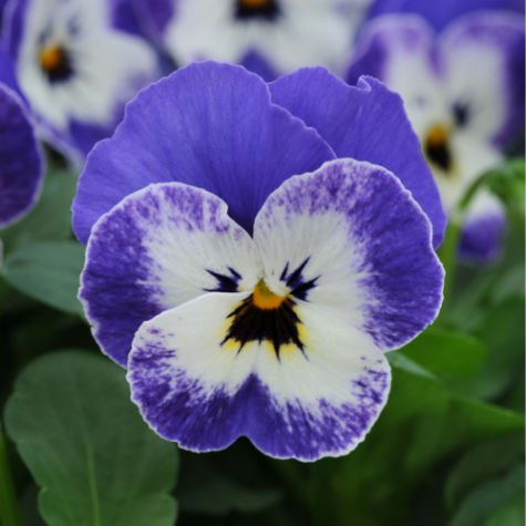 Viola Delft Blue